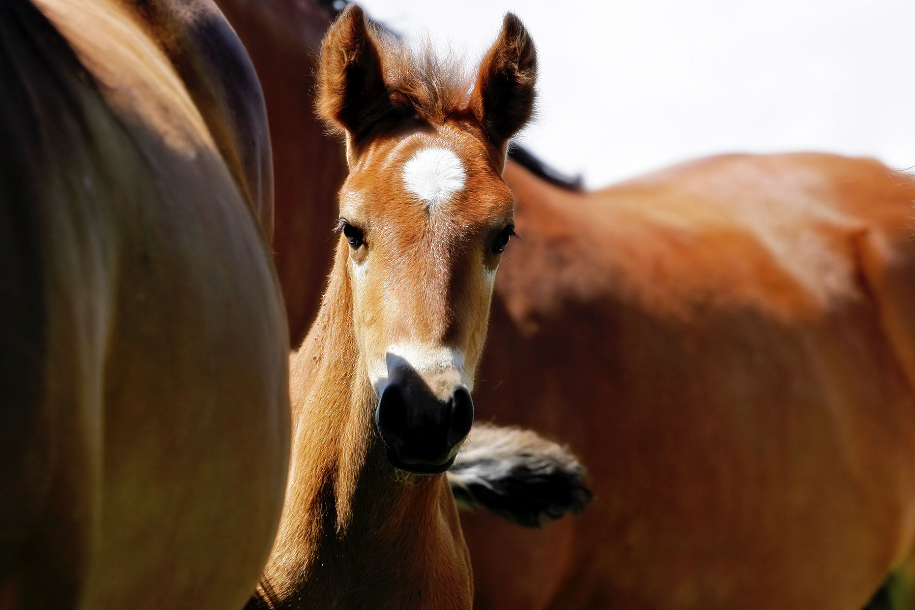 Feeding Growing Horses Robank Feeds