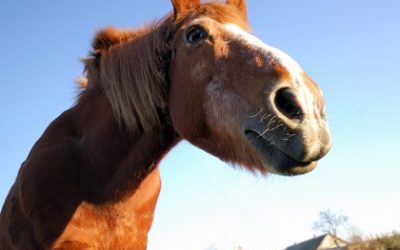 Senior horses are sensitive to temperature extremes