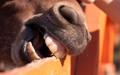 Why do horses chew wood?