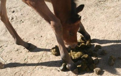 Why do foals eat manure?
